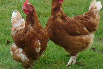 Découverte ! Le premier élevage de poulet industriel date de 2300 ans et vient d’Israël