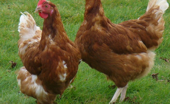 Découverte ! Le premier élevage de poulet industriel date de 2300 ans et vient d’Israël