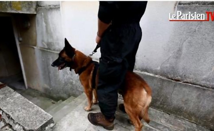 VIDEO.  Diesel, la chienne du Raid tuée dans l’assaut à Saint-Denis