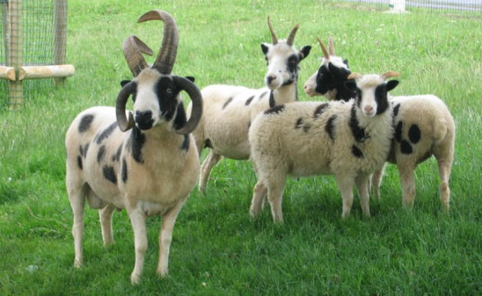 Les « moutons de Jacob » de retour en Israël après 2000 ans d’absence.