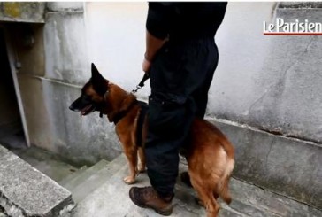 VIDEO.  Diesel, la chienne du Raid tuée dans l’assaut à Saint-Denis