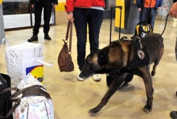 Un touriste français arrêté avec 20 grammes de haschischs à l’aéroport d’Ovda près d’Eilat.